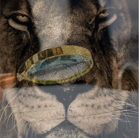 Advogado especialista em Receita Federal